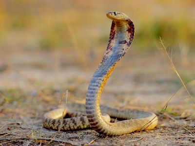 Taxonomic vandalism can have disastrous consequences for  wildlife conservation—but it could also impact human health.
Shown here, an African spitting cobra poised to strike. 