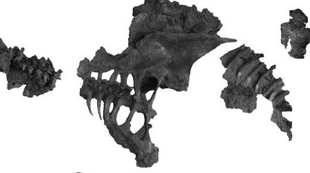 The dinosaur William Parks described as Dyoplosaurus, showing where the bones would have fit on the actual animal.