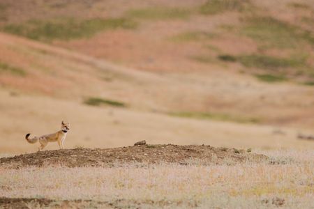 In the midst of the pandemic, as the story goes, a team set out to bring swift foxes back to a land they had disappeared from more than 50 years ago.