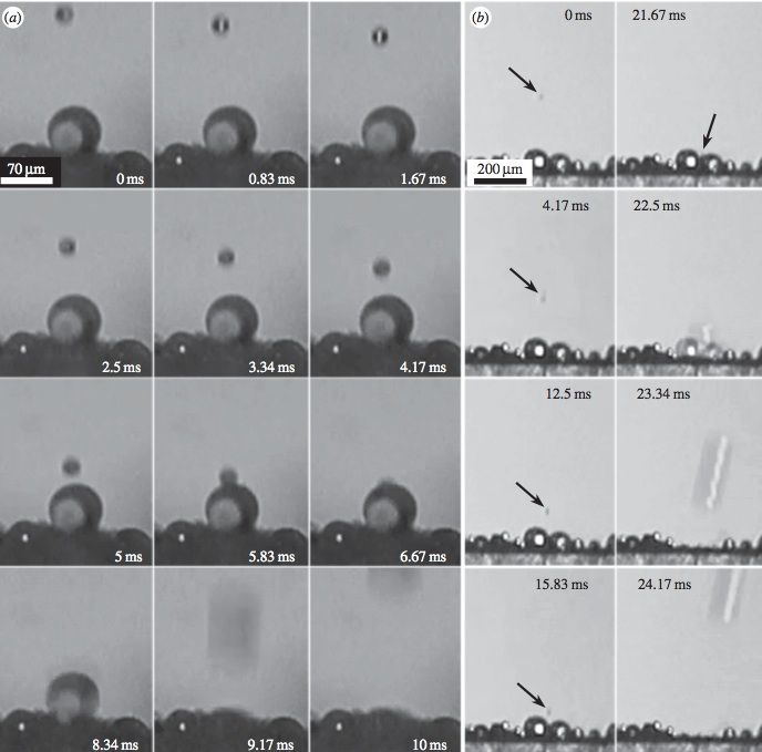 Two sets of time-series images show a tiny droplet colliding with a larger one, causing the combined droplet to quickly propel off the gecko's skin. Image: Watson et al., <em>Royal Society Interface</em>