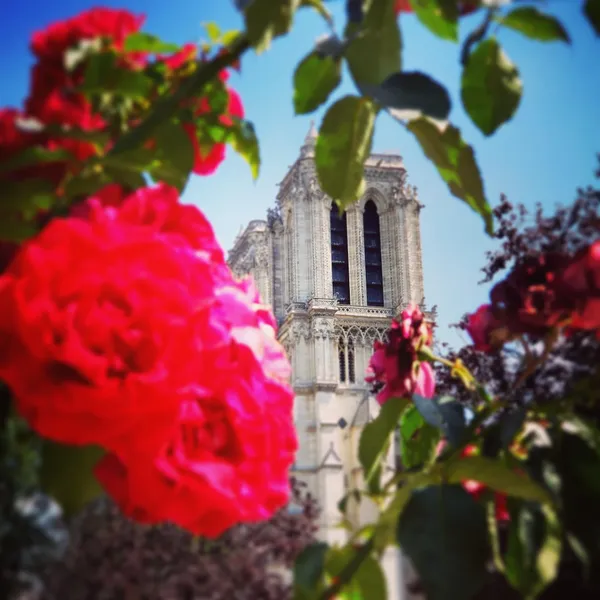 Notre Dame in Spring thumbnail