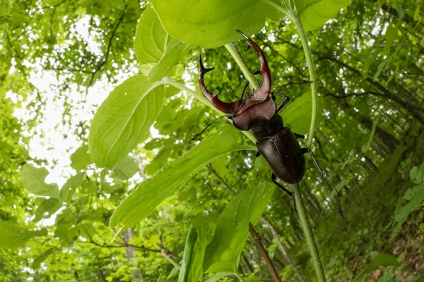 Elephant Stag Beetle in Oak Woodland thumbnail