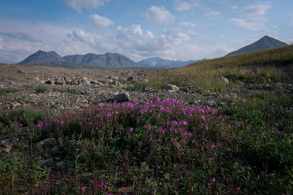 Wildflowers, spongy tundra grass, and Brooks Range Mountains emerge from the Arctic National Wildlife Refuge on Alaska's North Slope.