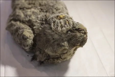 Researchers estimate that the cub was between one-and-a-half to two months old when it perished up to 50,000 years ago
