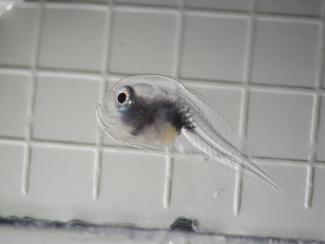 A translucent baby fish