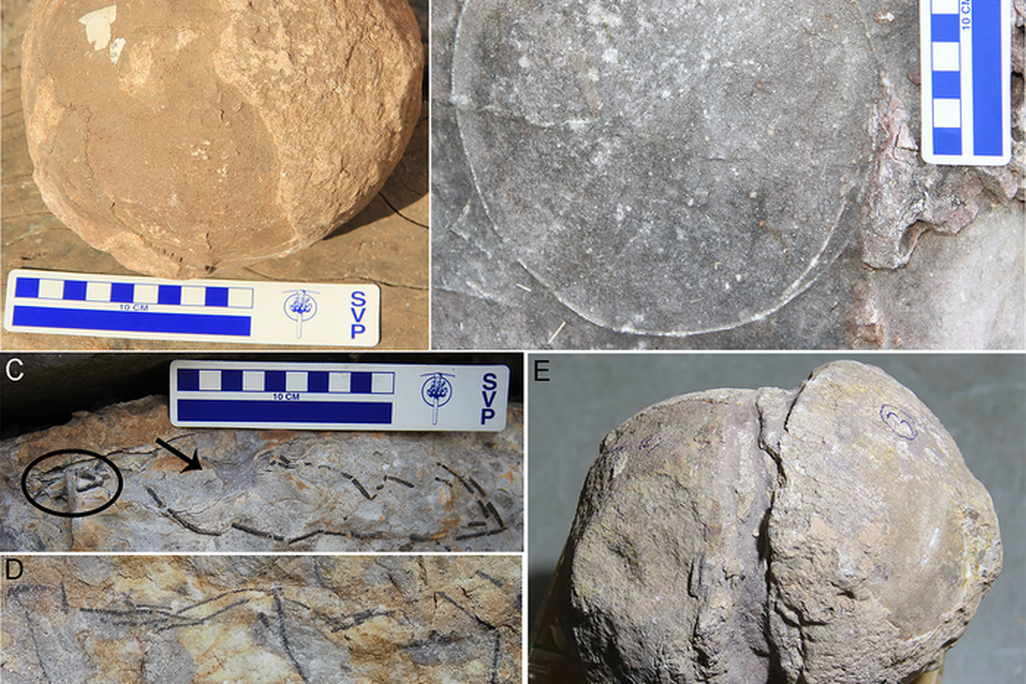 five images of round, gray dinosaur eggs