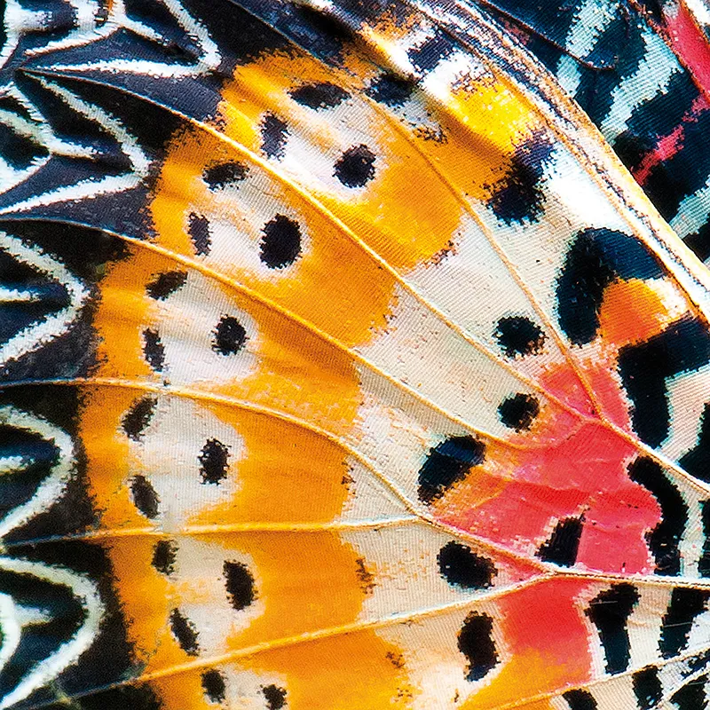 The Science Behind Nature's Patterns | Science| Smithsonian Magazine