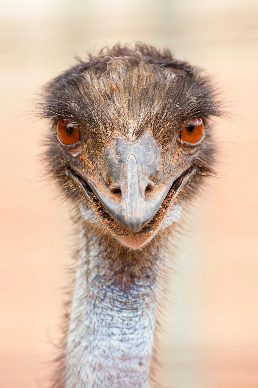 The Emu
