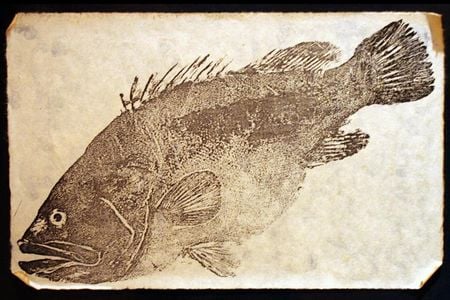 A gyotaku fish print