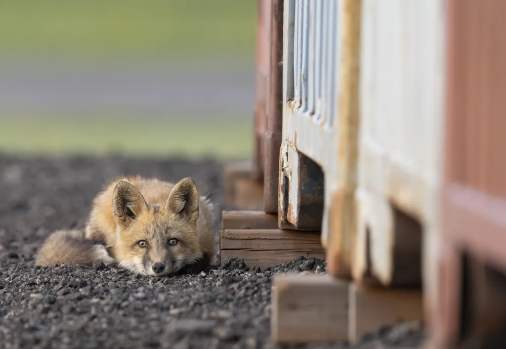 Red fox kit laying outside of their den.