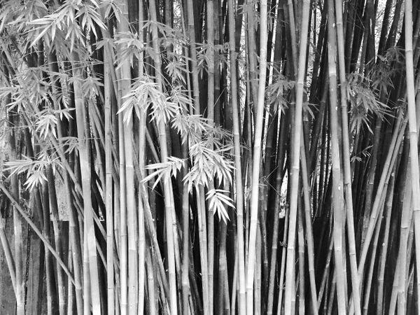 A stand of bamboo thumbnail