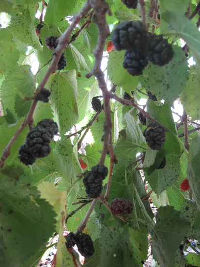 A feast of mulberries in Göreme