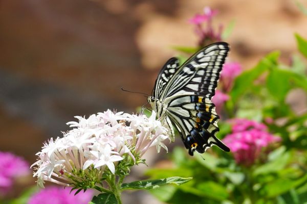 Swallowtail Butterfly feeds on Penta flowers in my garden. thumbnail