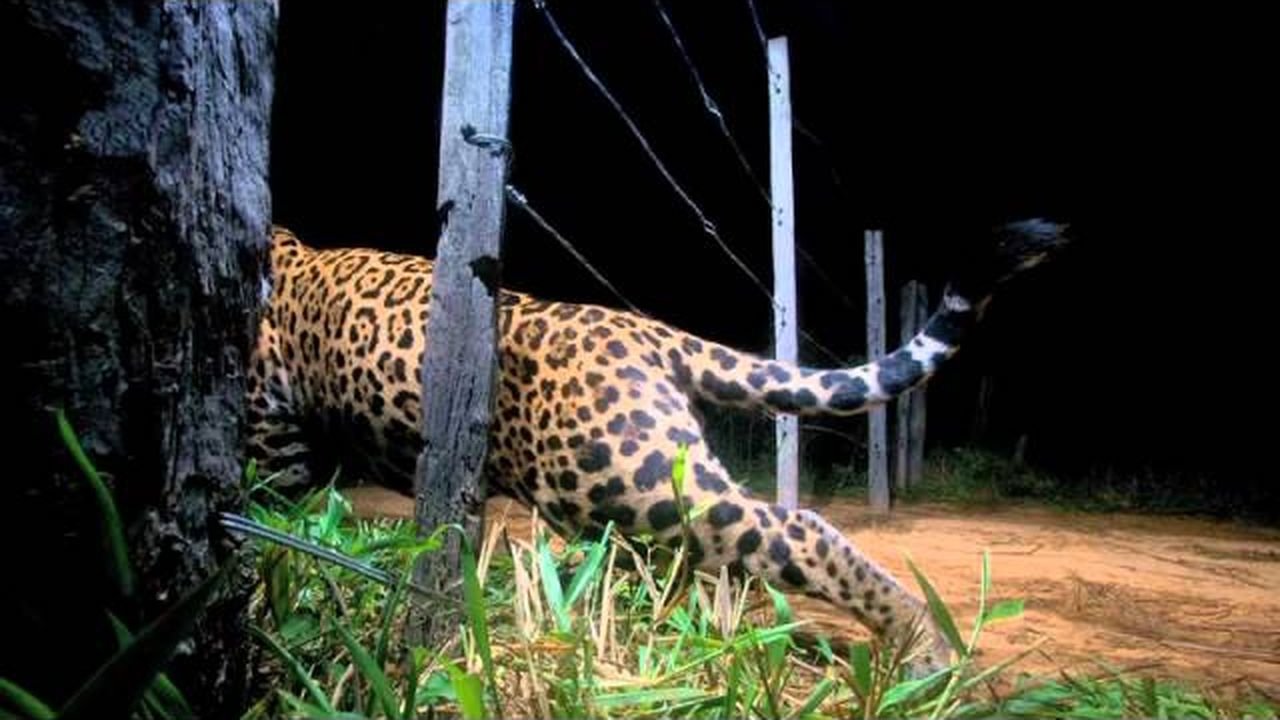 Preview thumbnail for Photographing the Elusive Jaguar