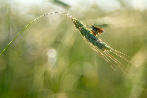 breath of summer thumbnail