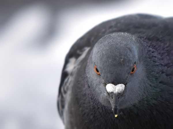 Pigeon Staring Contest thumbnail