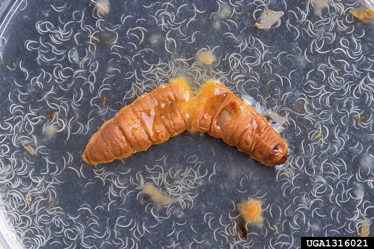 Meet the Supervillain Worm That Gets By With a Little Help From Its Friends