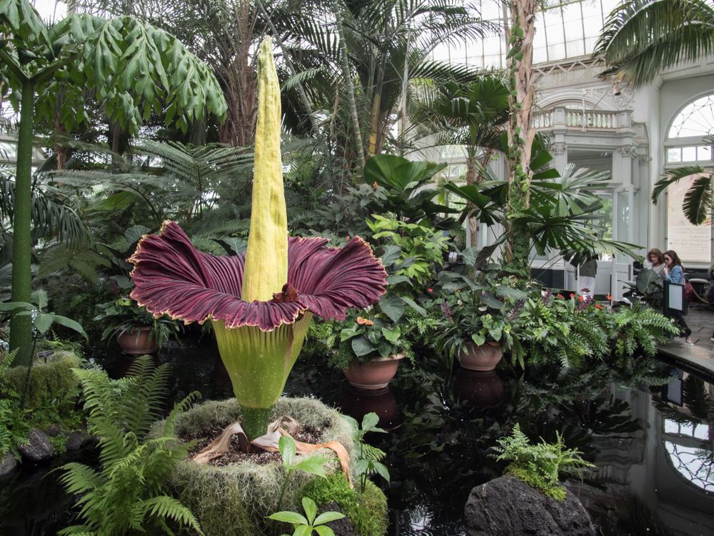 A photo of a corpse flower in bloom at New York Botanical Garden's Haupt Conservatory. The plant has a long green stalk in the middle surrounded by a large maroon fan-like bloom