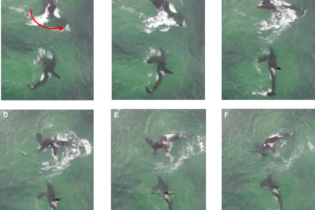 stills of two killer whales hunting together