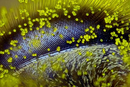 A honey bee’s eye dusted with pollen from a dandelion pollen magnified 120 times won 1st prize in the 2015 Nikon Small World competition.