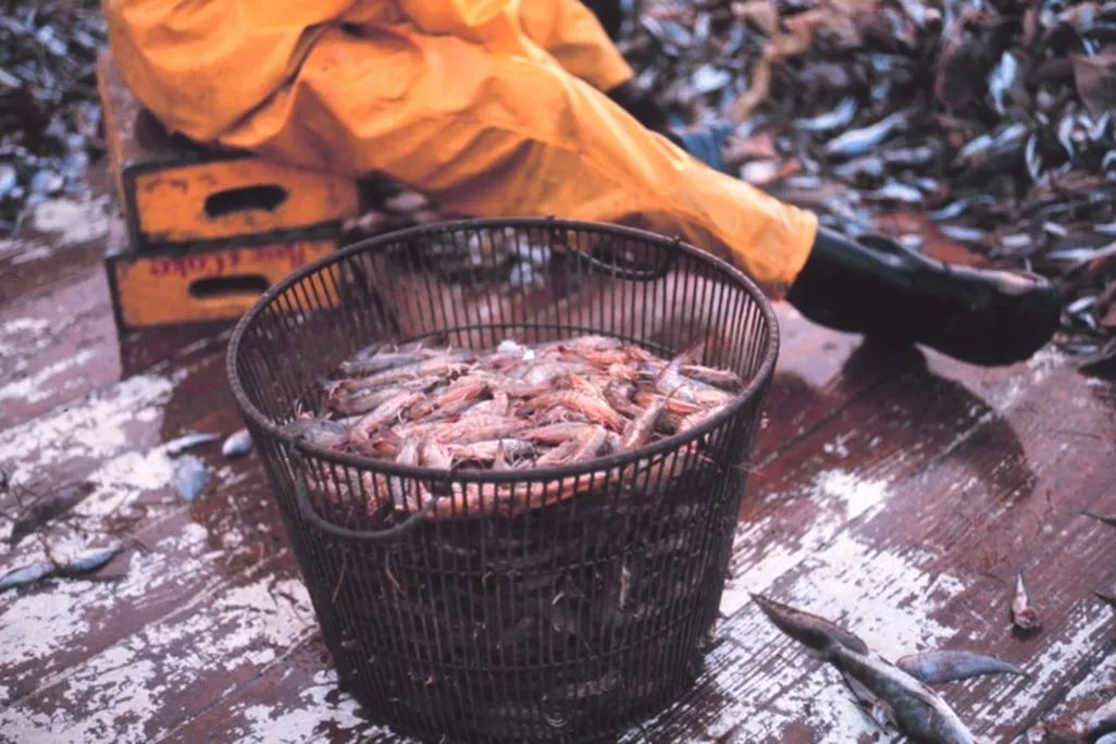 Shrimps