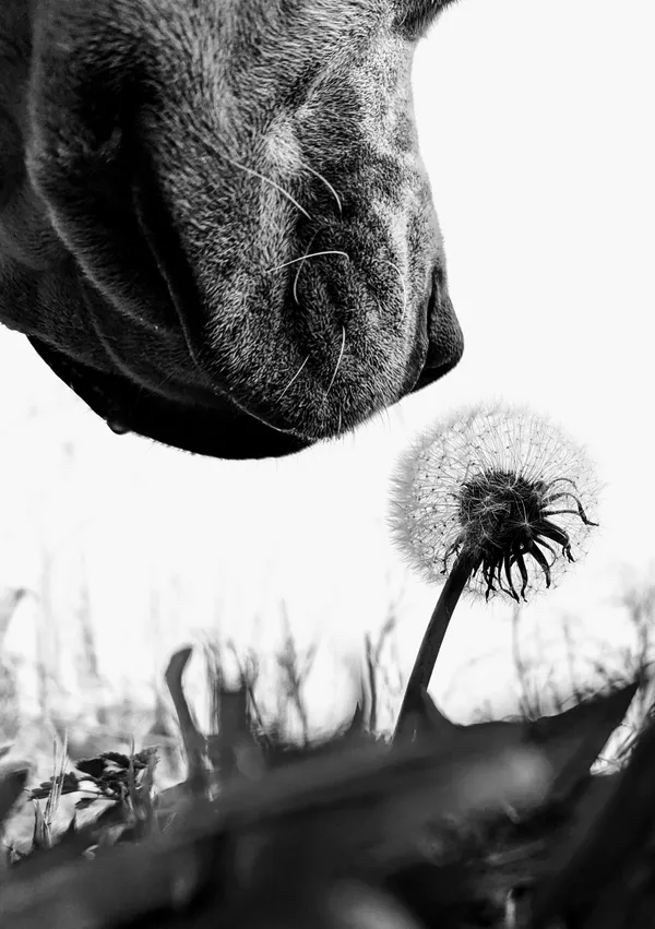 Strength and gentleness thumbnail