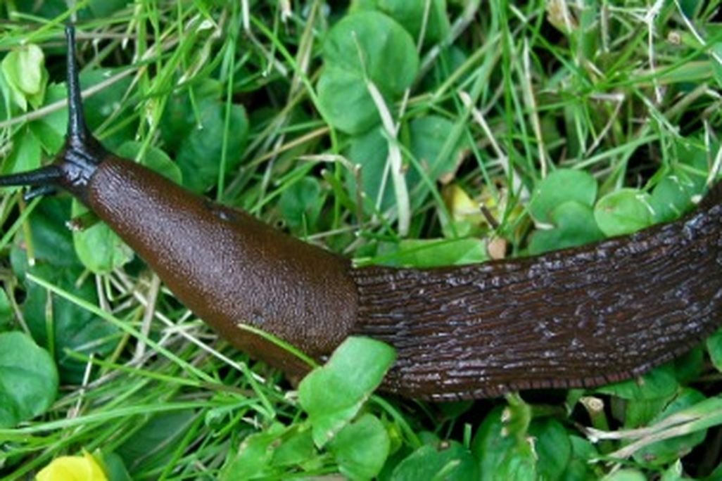 Spanish slug