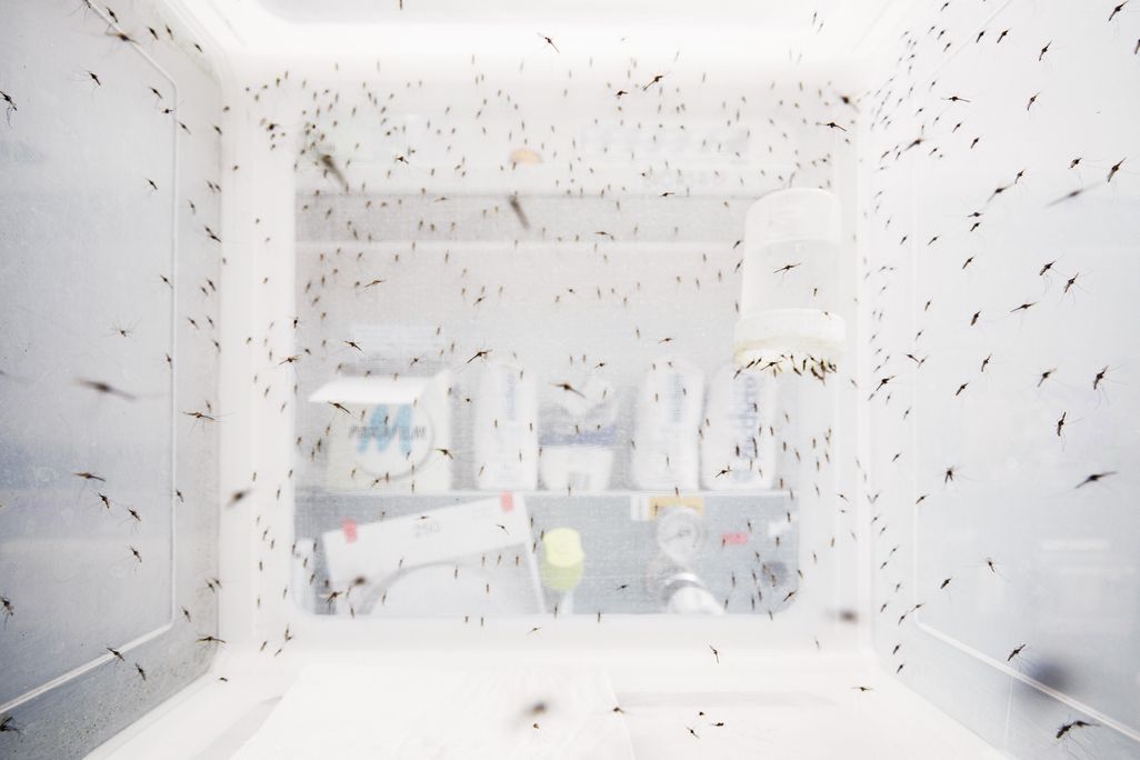 JUN2016_I03_Mosquitos.jpg