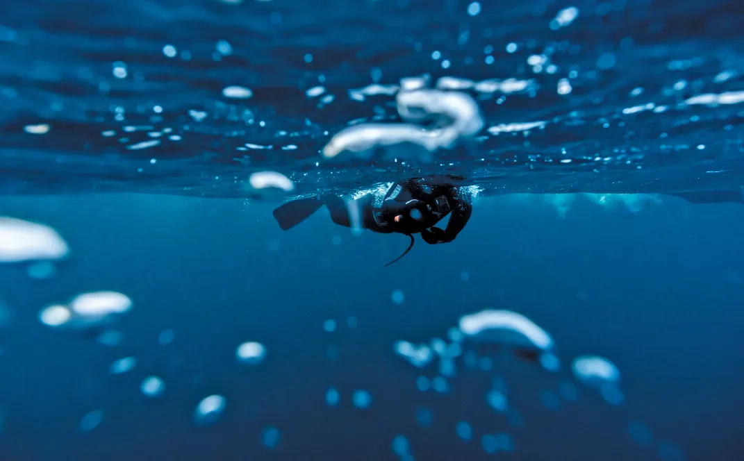a diver swims along the surface