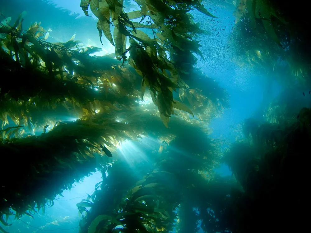 Floresta de Kelp