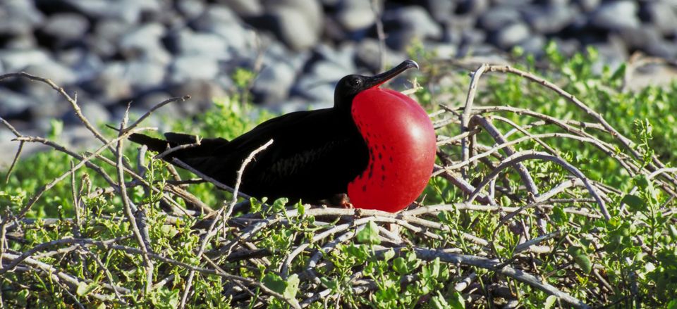  Bright Frigate bird 
