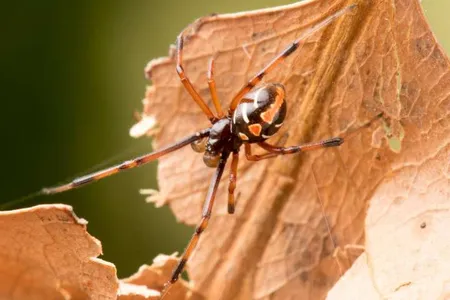 Northern Black Widow