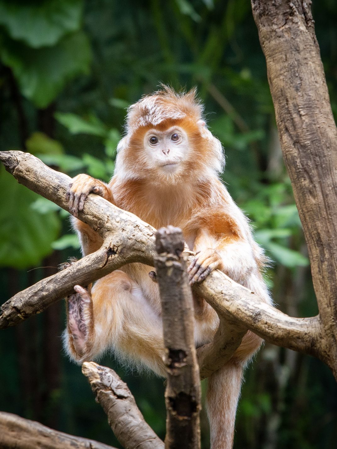A lemur in captivity | Smithsonian Photo Contest | Smithsonian Magazine