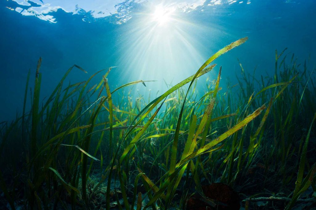 Seagrass