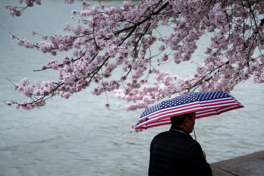 peak bloom 2 man with America umbrella