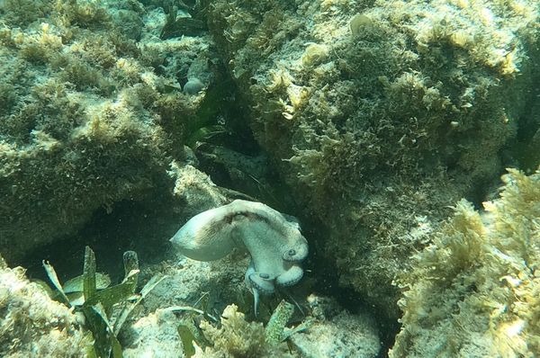 Octopus in Aruba 5 thumbnail