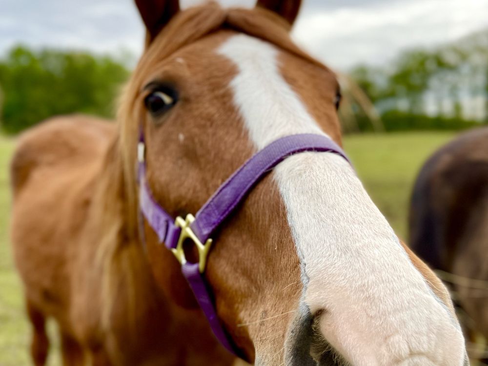 A Horse Nose Smithsonian Photo Contest Smithsonian Magazine