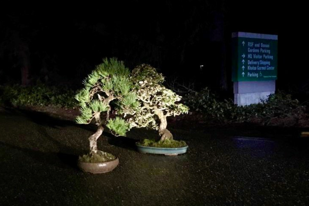 Two bonsai trees lit by headlights at the museum driveway entrance