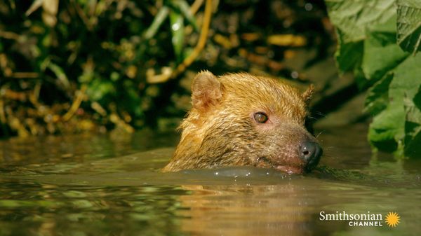 Preview thumbnail for Why Bush Dogs Are So Different From Other Dogs
