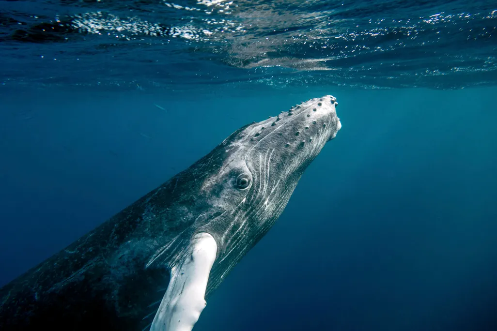 A humpback whale approaching the water's surface