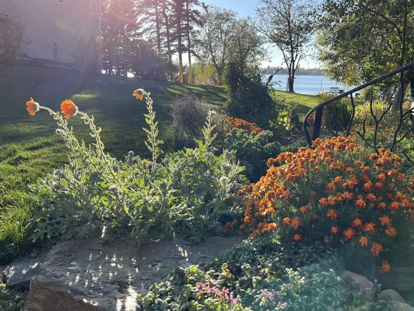 Last flowers of summer — Venidium never quit! thumbnail