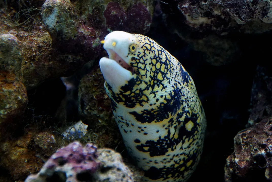 To Capture Prey on Land, This Eel Has an Extendable, Extra ...