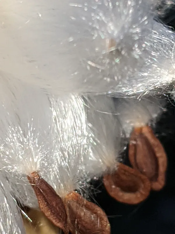 Silk Tufts and Seeds thumbnail