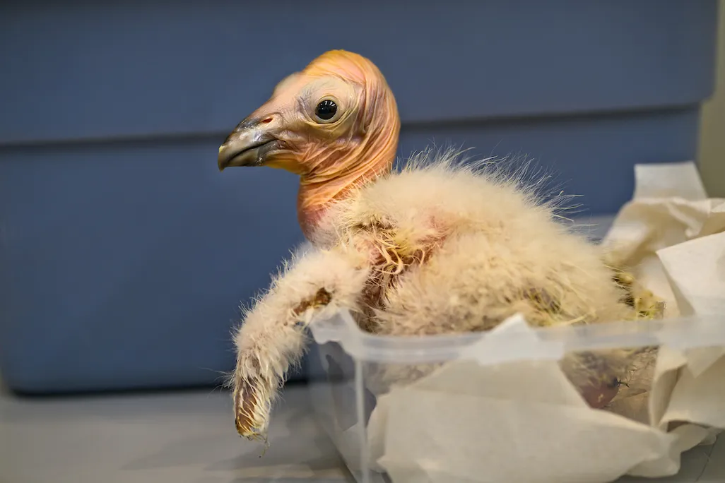 A California Condor Chick at the L.A. Zoo