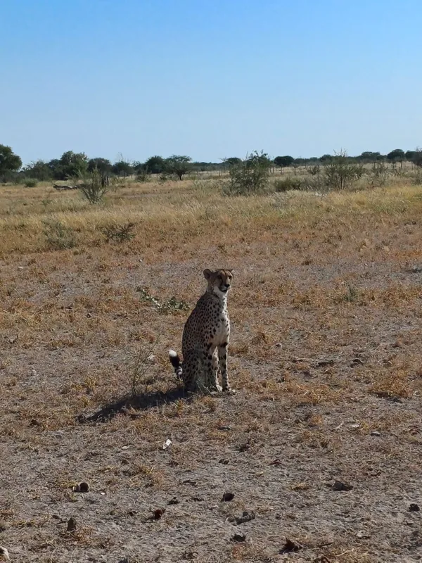 Cheetah waiting for lunch thumbnail