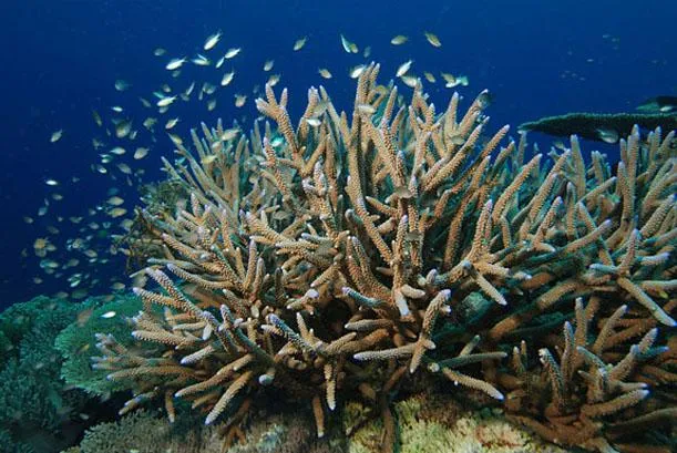 staghorn corals
