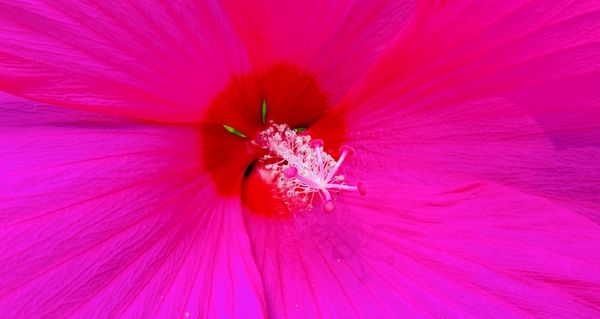 Perennial hibiscus closeup thumbnail
