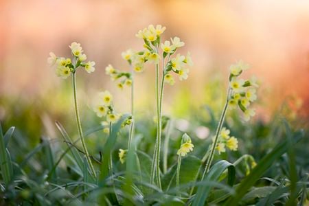 Primrose in Iver, Buckinghamshire,&nbsp;United Kingdom. Primroses sometimes open as early as December&nbsp;and are native to the U.K.&nbsp;