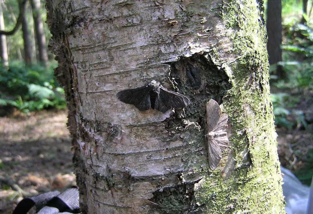Moths