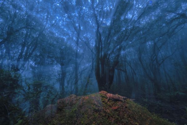 Mystic Guardian of the Forest thumbnail